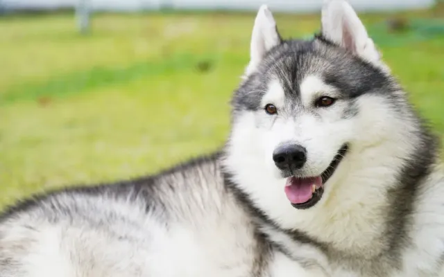 Alaskan Malamute in verschneiter Landschaft