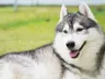 Alaskan Malamute im Rasseporträt
