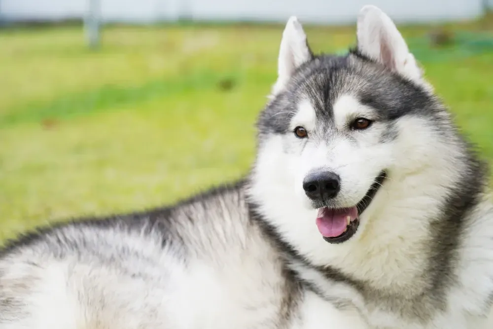Alaskan Malamute in verschneiter Landschaft