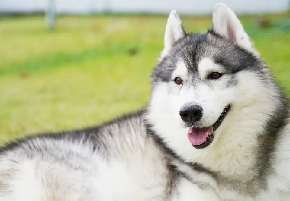 Alaskan Malamute in verschneiter Landschaft