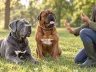 Training mit Geduld und Vertrauen