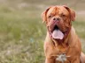 Bordeaux Dogge im Rasseporträt