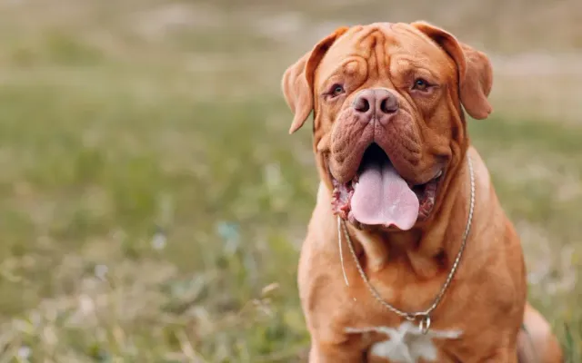 Bordeaux Dogge liegt entspannt im Gras