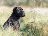 Cane Corso im Rasseporträt: Charakter, Haltung, Erziehung