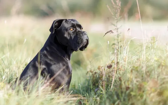 Cane Corso im Porträt