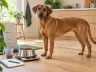 Wie viel sollte mein Hund wirklich fressen?