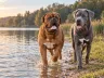 HD, ED und OCD bei Hunden: Unsere Erfahrung mit Rocky und Apollo