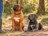 Die 5 wichtigsten Grundkommandos für Hunde