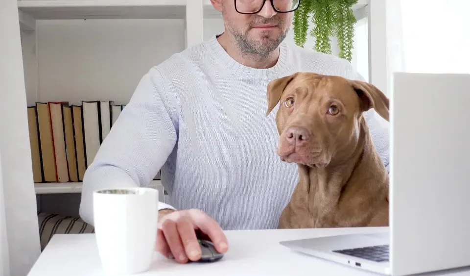 Hund liegt entspannt im Büro