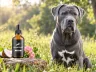 Hundpur Zecken Tinktur mit Schutzkomplex