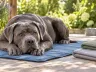 Kühlmatten für Hunde im Vergleich