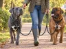 Leinenführigkeit trainieren: So läuft dein Hund locker an der Leine