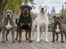 Listenhunde: Das solltest du wissen
