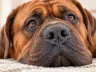 Trockene Hundenase: Ursachen und richtige Pflege
