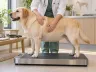 Übergewicht beim Hund: Ursachen und Abnehmplan