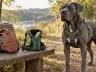 Welches Geschirr passt zu deinem Hund?