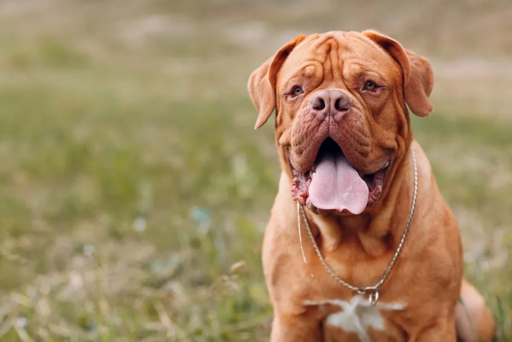 Bordeaux Dogge liegt entspannt im Gras