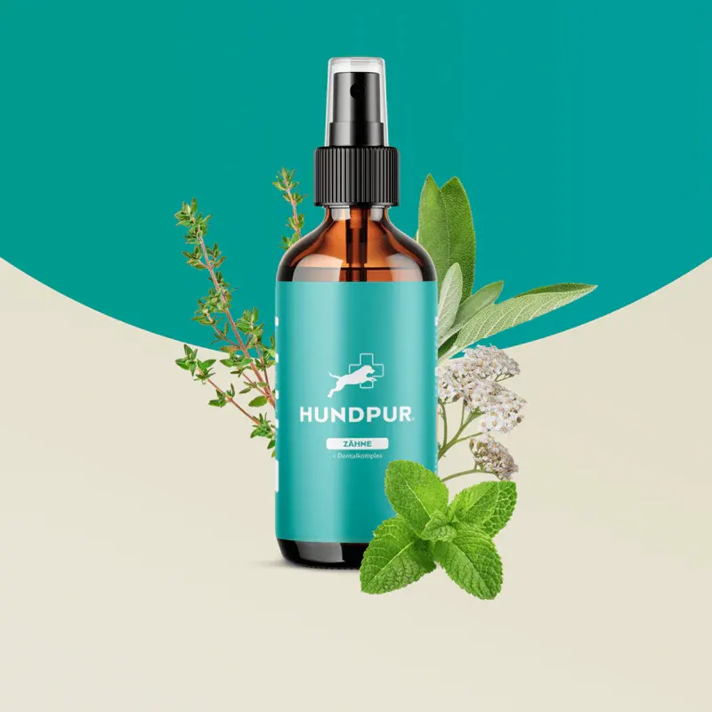 Hundpur Zähne Produktdetail